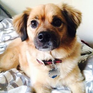 Meet your Posher, Bradley